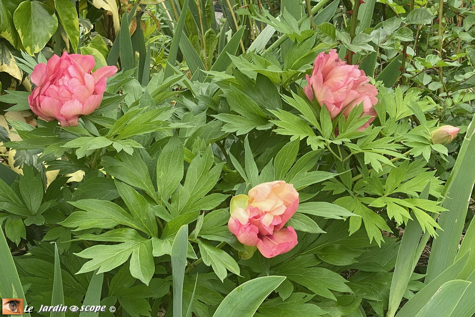 Pivoine - Paeonia Itoh Hilary