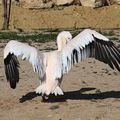 Le pélican blanc lustre son plumage