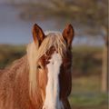 Chevaux et oiseaux du pays