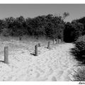 Les dunes (fort-mahon)