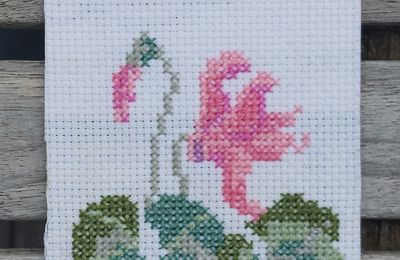 ECHANGE ATC CYCLAMEN CHEZ TORTUE