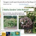 Abélia Zandire 'Little Richard' 