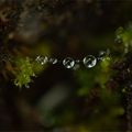 Perles de pluie ...