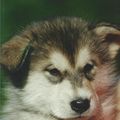 ISHUMA, chiot Malamute d'Alaska