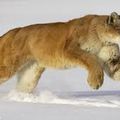 Le puma(Puma Concolor): Le Puma ou Cougar est un