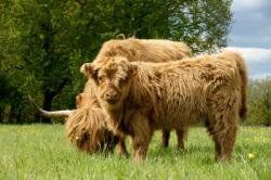 La Highland séduit l'Allier