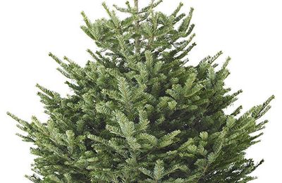 Le sapin de Noël 2014 chez Ikéa à 4.99 euros
