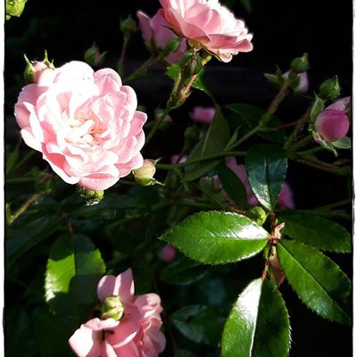 Dans mon Jardin, 2