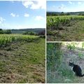 Et les vignes ?