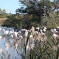 Parc ornithologique du Pont de Cau