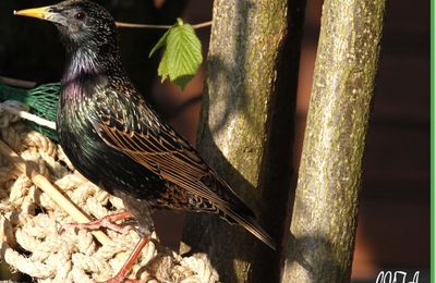 Les visiteurs du jardin