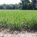 La force économique de la canne à sucre
