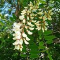 Robinia pseudoacacia, Robinier, "Acacia", Faux-acacia.