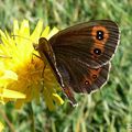 Erebia aethiops