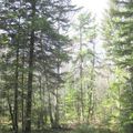 9 et 14 juin : Découverte de la forêt / groupe Initiation