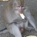 Itinéraire Balinais - Jour 2 - Ubud - Sacred Monkey Forest Sanctuary