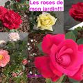 Mes roses!!!