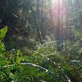 Cougar Mountain Regional Wildland Park