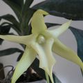 Angraecum sesquipedale