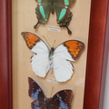 Collection ... Cadre PAPILLONS naturalisés * 3 papillons