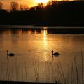 Coucher de cygnes