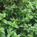 Menthe (Mentha spicata)