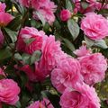 LE BOUQUET DU VENDREDI...