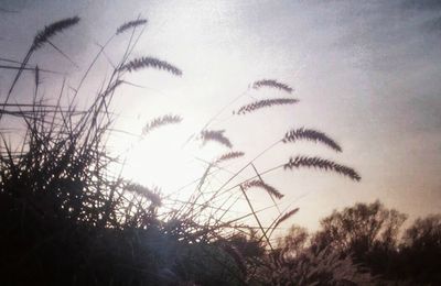 Les douces et tendres herbes s’inclinaient sous