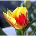 Tulipes