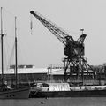 Les girafes bleues du bord de mer