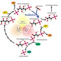 OLIGO-ELEMENTS et METAUX NOCIFS