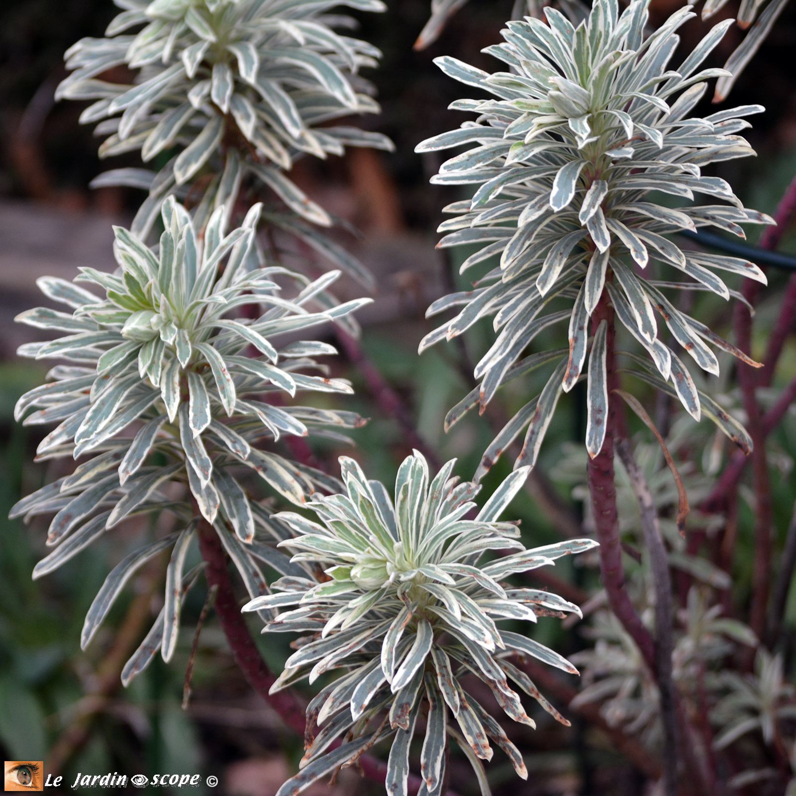 Euphorbia Characias Silver Swan