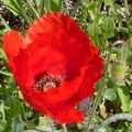 Coquelicot #2