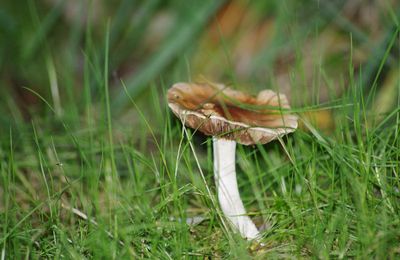 Quelques champignons trouvé sur ma route