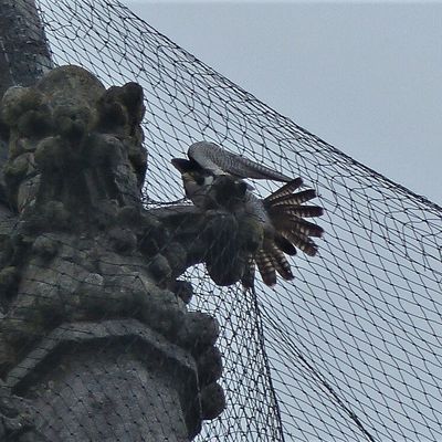 Les Pèlerins Nantais