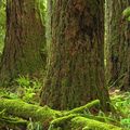 Partie 8 Forêt ancestrale  (CATHEDRAL GROVE)