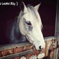 Les poneys : Leana Boy 