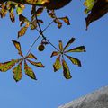 CIEL de Marrons