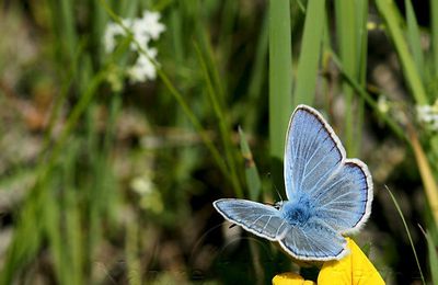 Polyommatus escheri ( Azuré d'Escher )