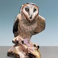 Barn Owl