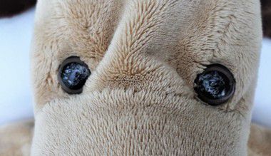 Doudou Plat Marionnette Chien Marron Truffe Et Oreilles Marron Foncé Histoire d'Ours.