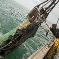 La moule sauvage de Barfleur, née et grandie naturellement en pleine mer
