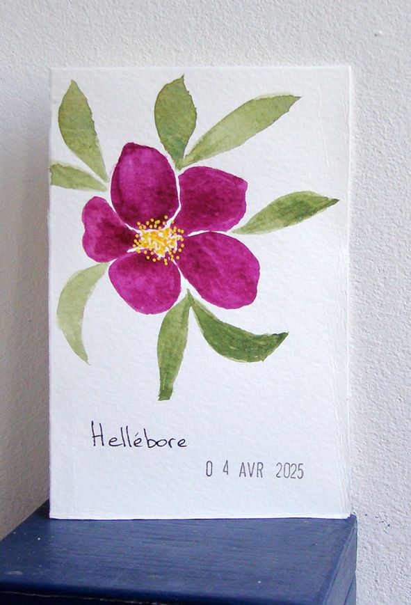 16 Hellebore