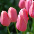 tulipes