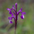 A la découverte des orchidées du Var : l'Orchis de Champagneux