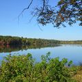 Horn Pond (MA) Birds