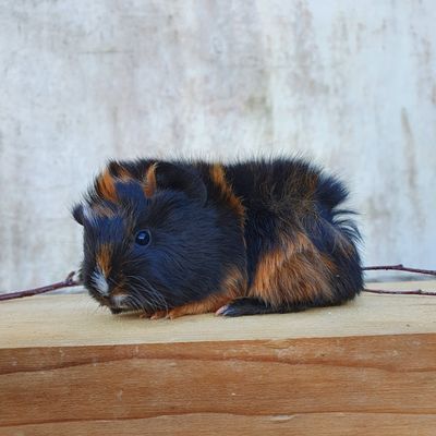 Mise à jour du 02 janvier 2021