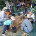 Recolte de pomme de terre: en collectif