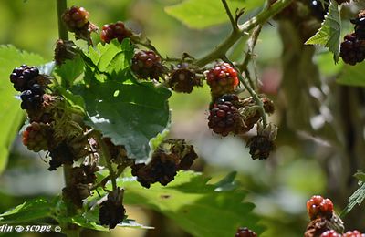 Le mûrier sauvage ou la ronce à fruits cultivée palissée