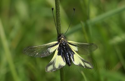 Libelloides coccajus (Ascalaphe soufré)